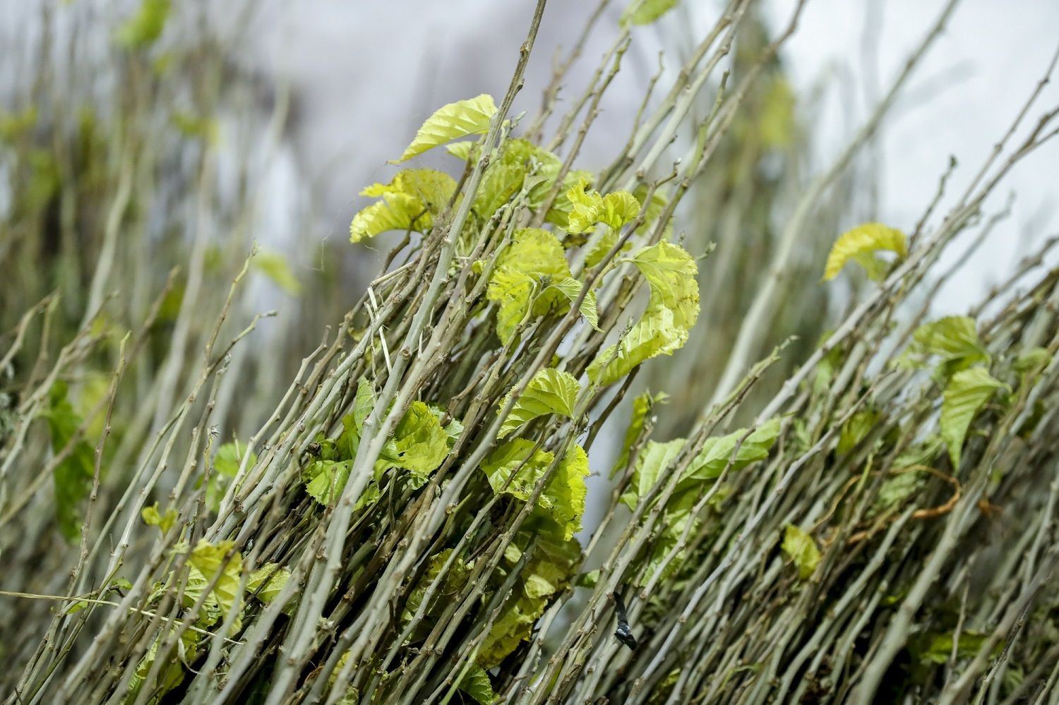 <strong>اختر شتلات أكثر نضجًا للحصول على إثمار مبكر</strong><br>