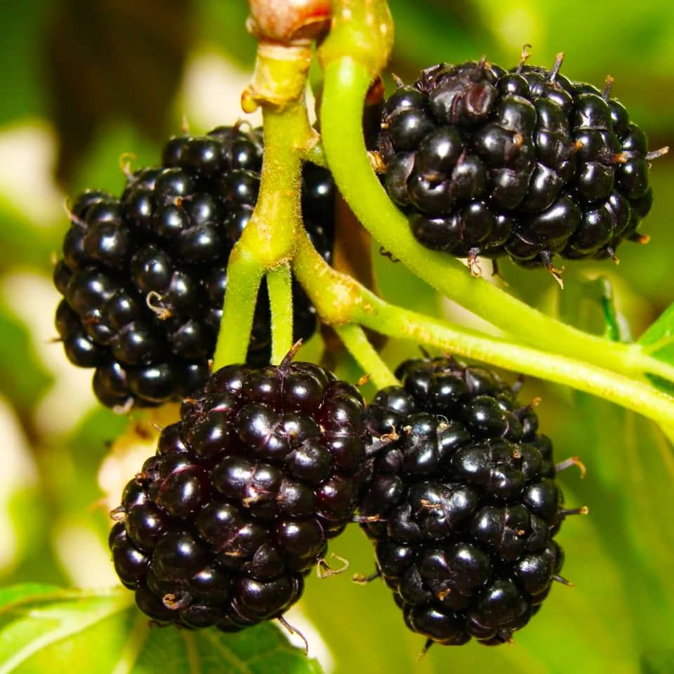 <strong>قم بالتسميد</strong><br>