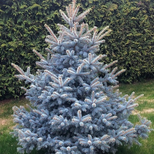 Заголовок