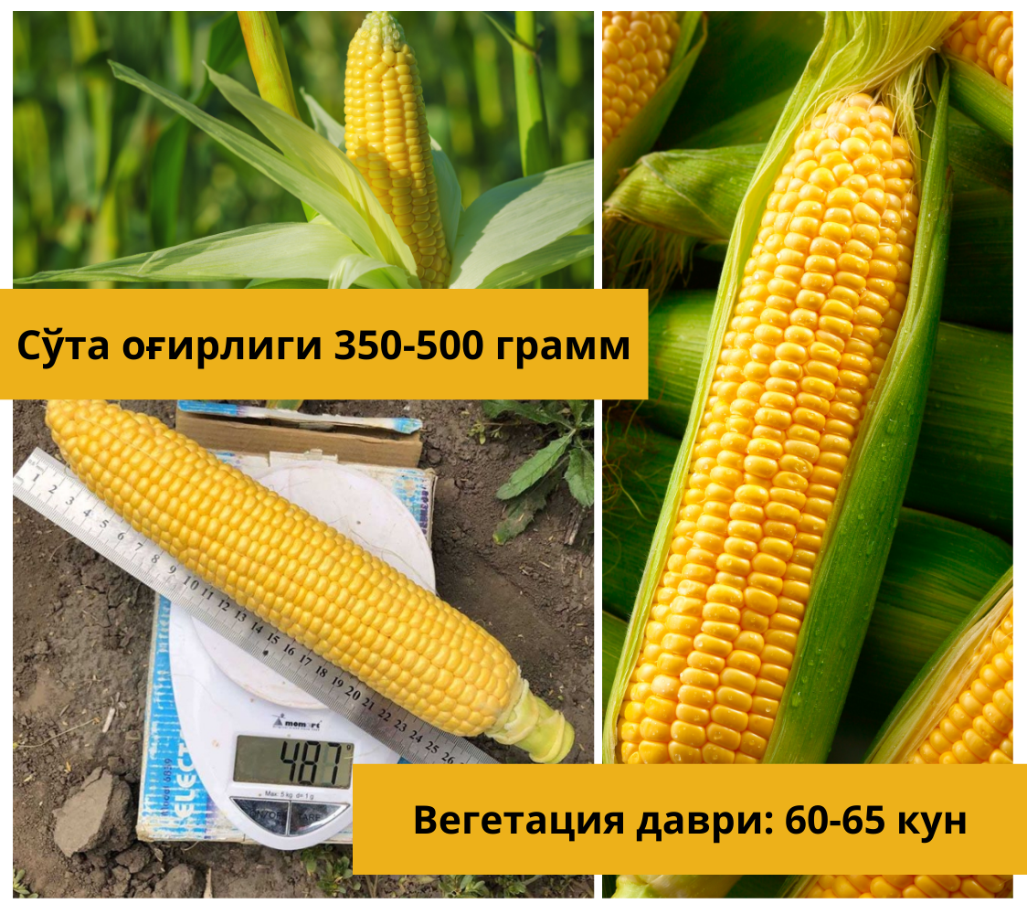 Заголовок